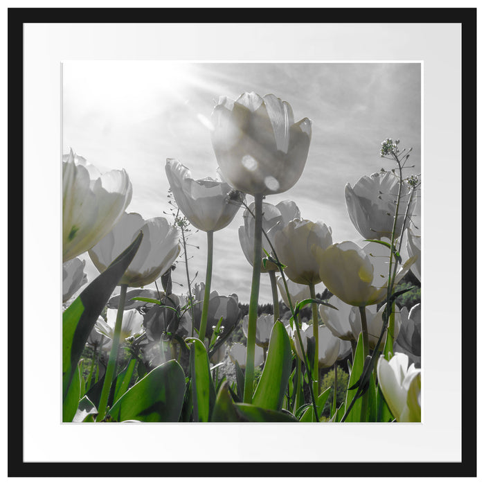 wunderschöne Tulpenwiese Passepartout Quadratisch 55x55