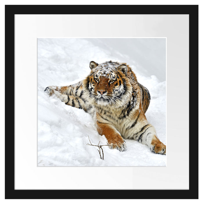Amur Tiger im Schnee Passepartout Quadratisch 40x40