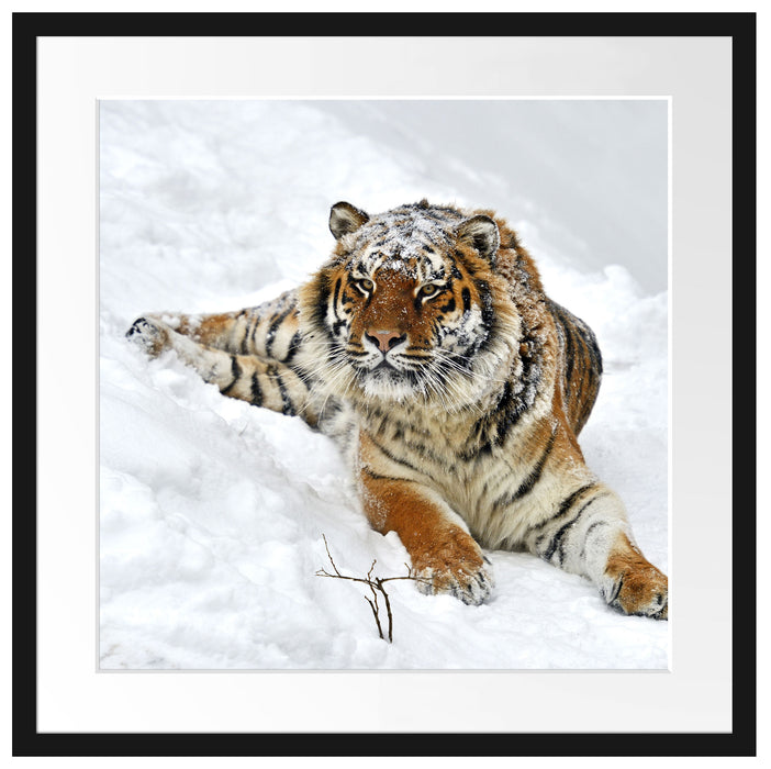 Amur Tiger im Schnee Passepartout Quadratisch 55x55