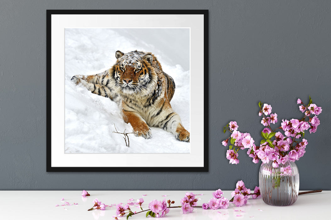 Amur Tiger im Schnee Quadratisch Passepartout Dekovorschlag