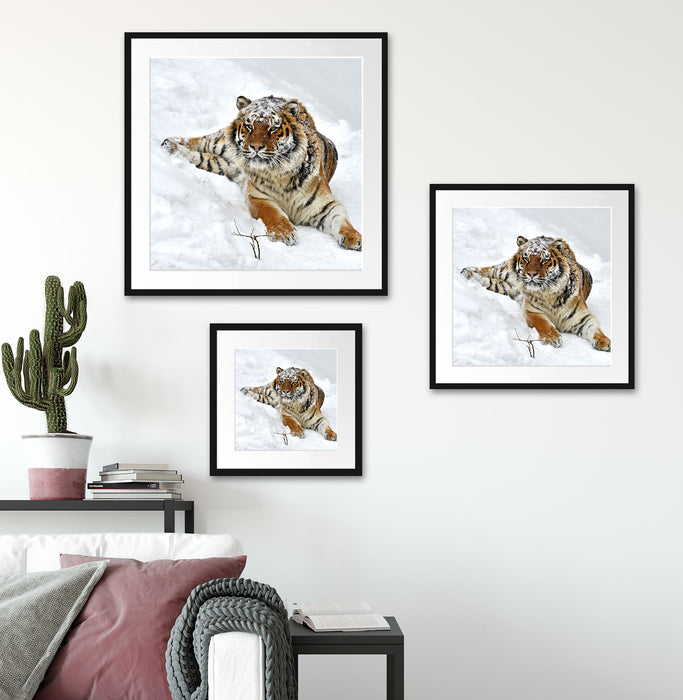 Amur Tiger im Schnee Quadratisch Passepartout Wohnzimmer