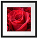 Romantische Rosen Passepartout Quadratisch 40x40