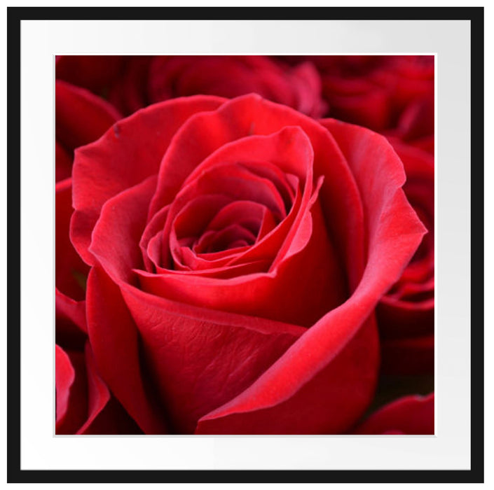 Romantische Rosen Passepartout Quadratisch 70x70