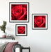 Romantische Rosen Quadratisch Passepartout Wohnzimmer