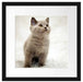 Niedliches Katzenbaby auf Teppich Passepartout Quadratisch 40x40