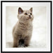 Niedliches Katzenbaby auf Teppich Passepartout Quadratisch 70x70
