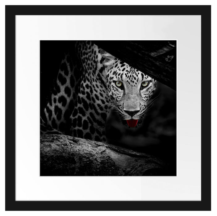 Neugieriger Gepard Passepartout Quadratisch 40x40