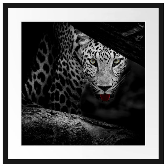 Neugieriger Gepard Passepartout Quadratisch 55x55