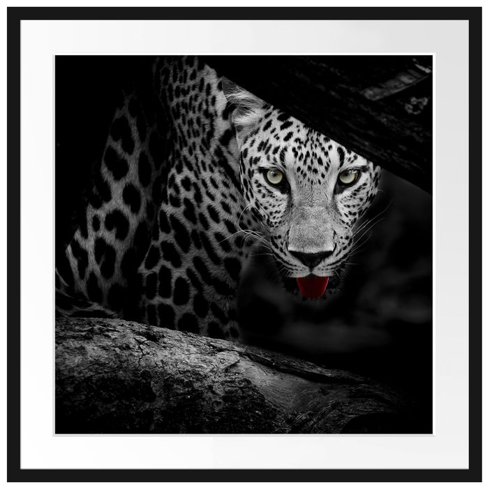 Neugieriger Gepard Passepartout Quadratisch 70x70