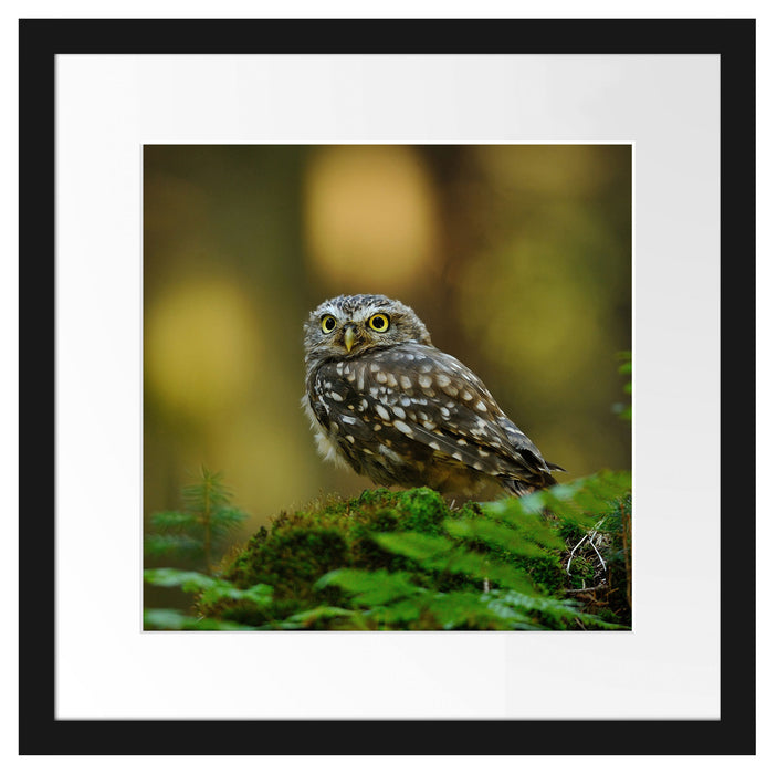 Niedliche Babyeule Passepartout Quadratisch 40x40