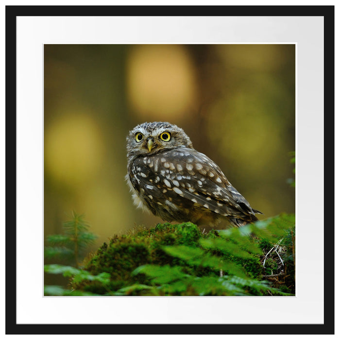 Niedliche Babyeule Passepartout Quadratisch 55x55