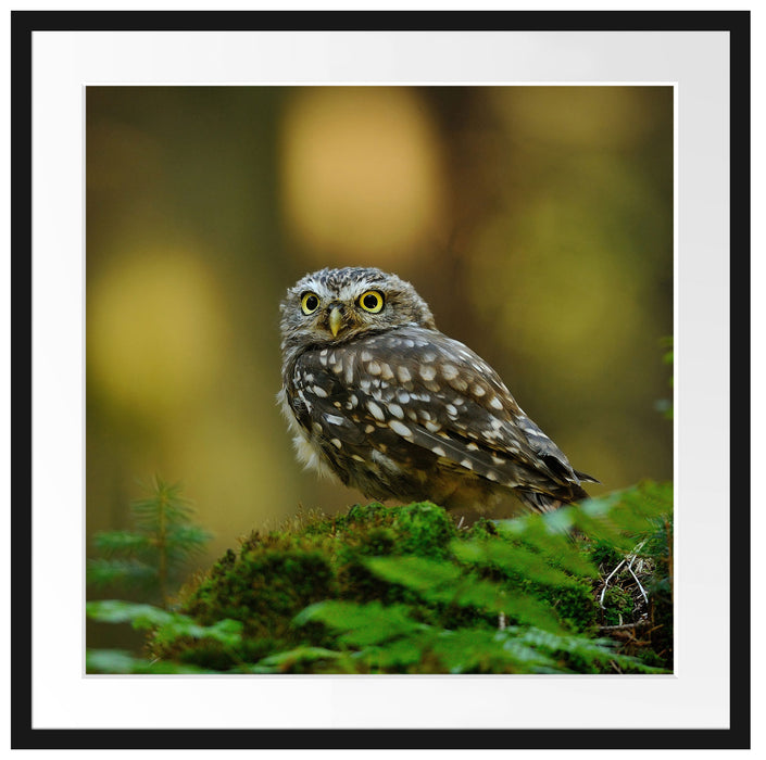 Niedliche Babyeule Passepartout Quadratisch 70x70