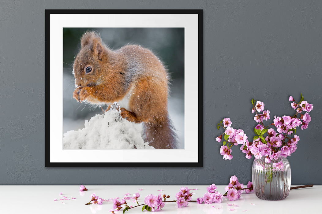 Kleines Eichhörnchen im Winter Quadratisch Passepartout Dekovorschlag