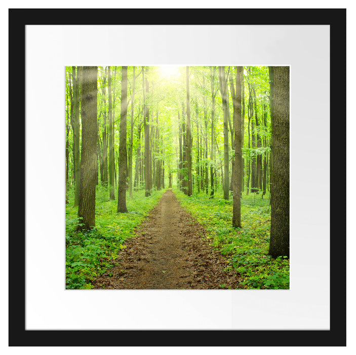Sonne im Wald Passepartout Quadratisch 40x40