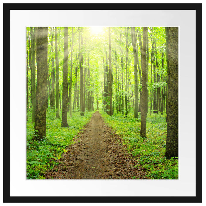Sonne im Wald Passepartout Quadratisch 55x55