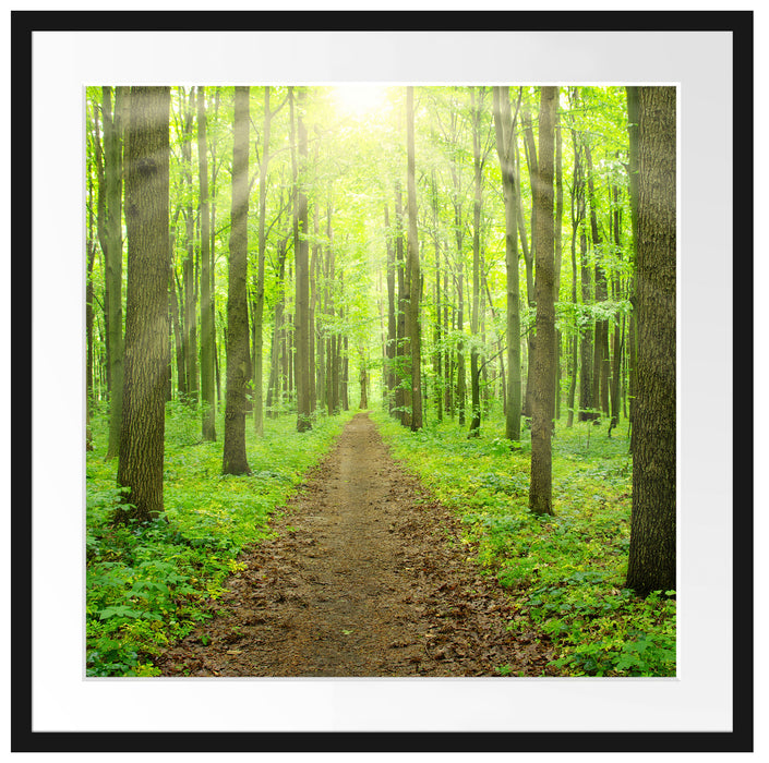 Sonne im Wald Passepartout Quadratisch 70x70