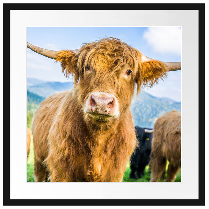 Blick einer Kuh an der Weide Passepartout Quadratisch 55x55