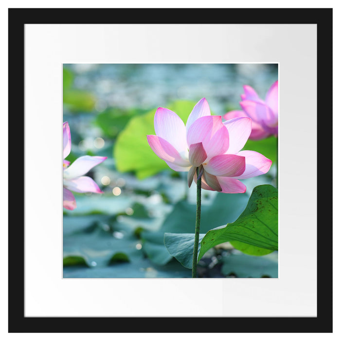 rosa Lotusblüte im Teich Passepartout Quadratisch 40x40