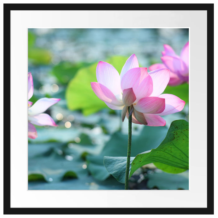 rosa Lotusblüte im Teich Passepartout Quadratisch 55x55