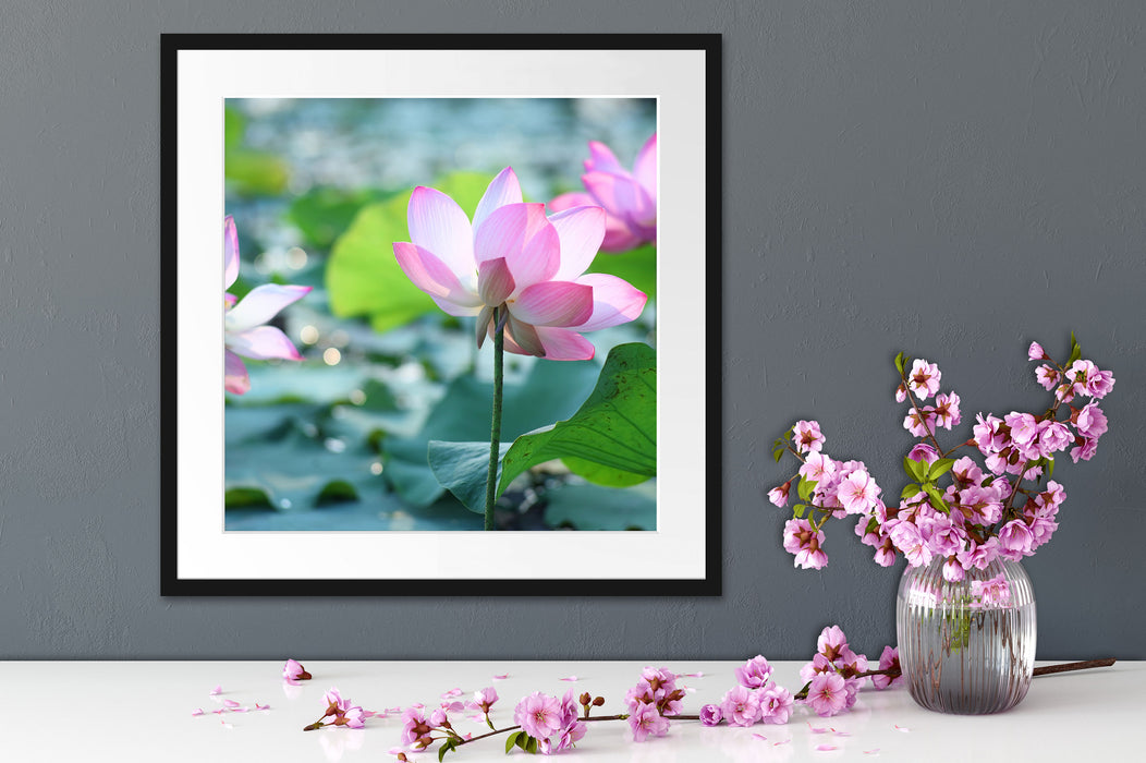 rosa Lotusblüte im Teich Quadratisch Passepartout Dekovorschlag