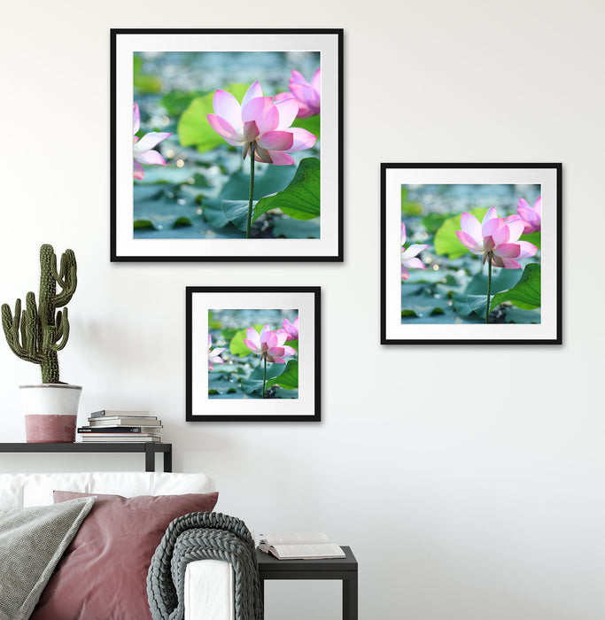 rosa Lotusblüte im Teich Quadratisch Passepartout Wohnzimmer