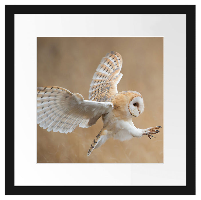 Fliegende Weiße Eule bei der Jagd Passepartout Quadratisch 40x40