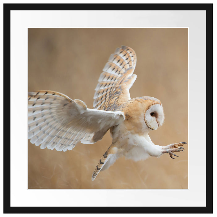 Fliegende Weiße Eule bei der Jagd Passepartout Quadratisch 55x55