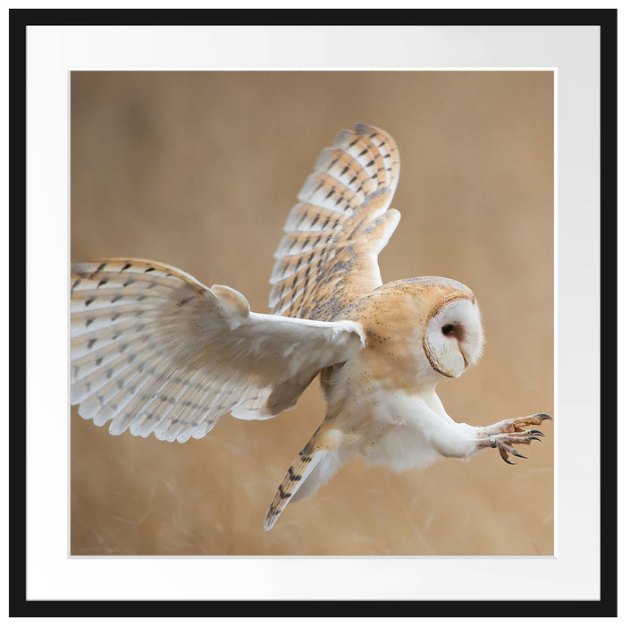 Fliegende Weiße Eule bei der Jagd Passepartout Quadratisch 70x70