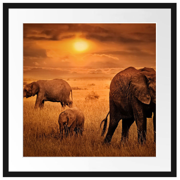 Elefanten in der Savanne Passepartout Quadratisch 55x55