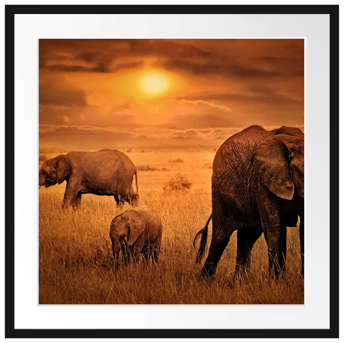 Elefanten in der Savanne Passepartout Quadratisch 70x70