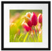 Blühende rote Tulpen Passepartout Quadratisch 40x40
