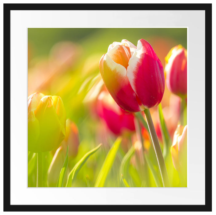 Blühende rote Tulpen Passepartout Quadratisch 55x55