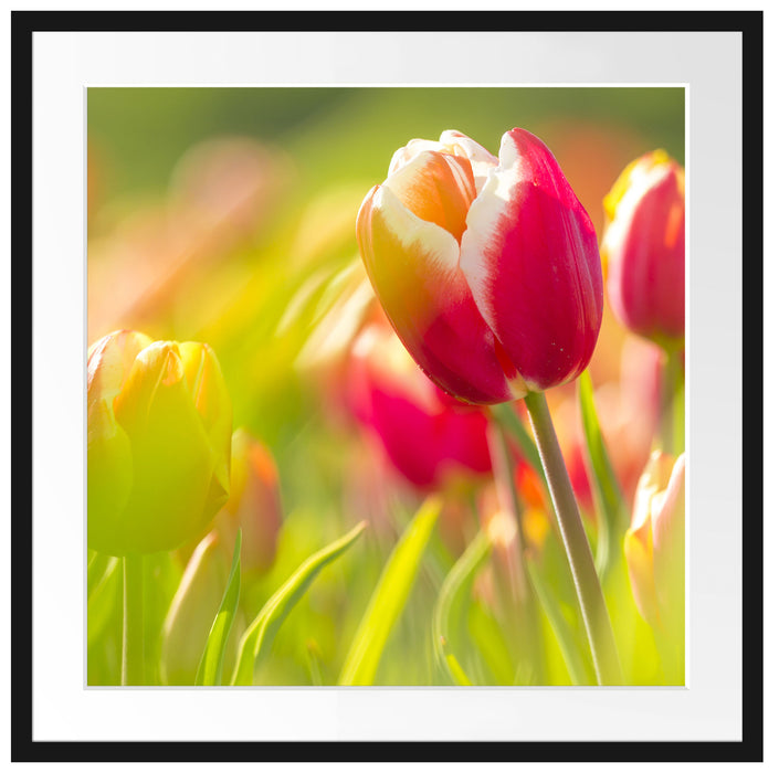 Blühende rote Tulpen Passepartout Quadratisch 70x70