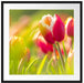 Blühende rote Tulpen Passepartout Quadratisch 70x70