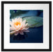 Eine rosa Lotusblume in Teich Passepartout Quadratisch 40x40