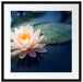 Eine rosa Lotusblume in Teich Passepartout Quadratisch 55x55