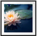 Eine rosa Lotusblume in Teich Passepartout Quadratisch 70x70