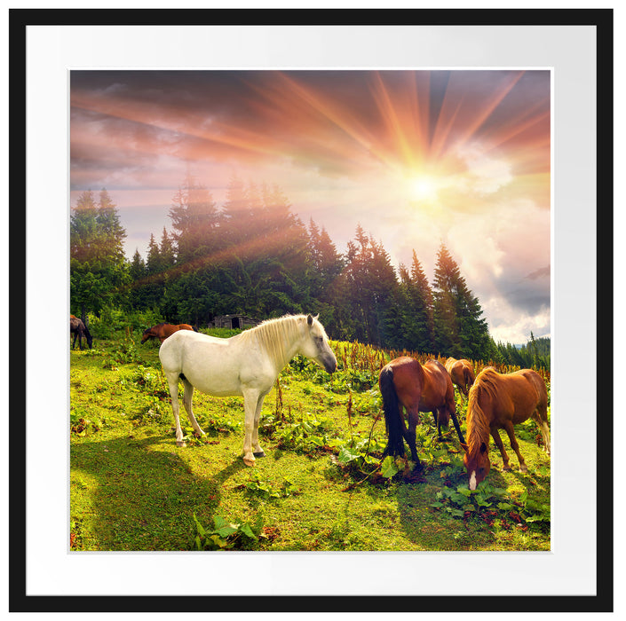Mustangs Pferde auf den Bergen Passepartout Quadratisch 70x70