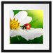 Marienkäfer auf einer weißen Blume Passepartout Quadratisch 40x40