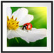 Marienkäfer auf einer weißen Blume Passepartout Quadratisch 55x55