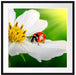 Marienkäfer auf einer weißen Blume Passepartout Quadratisch 70x70