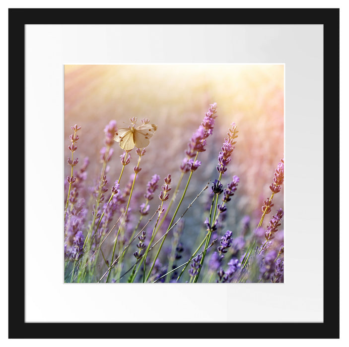 Schmetterlinge auf Lavendelblumen Passepartout Quadratisch 40x40