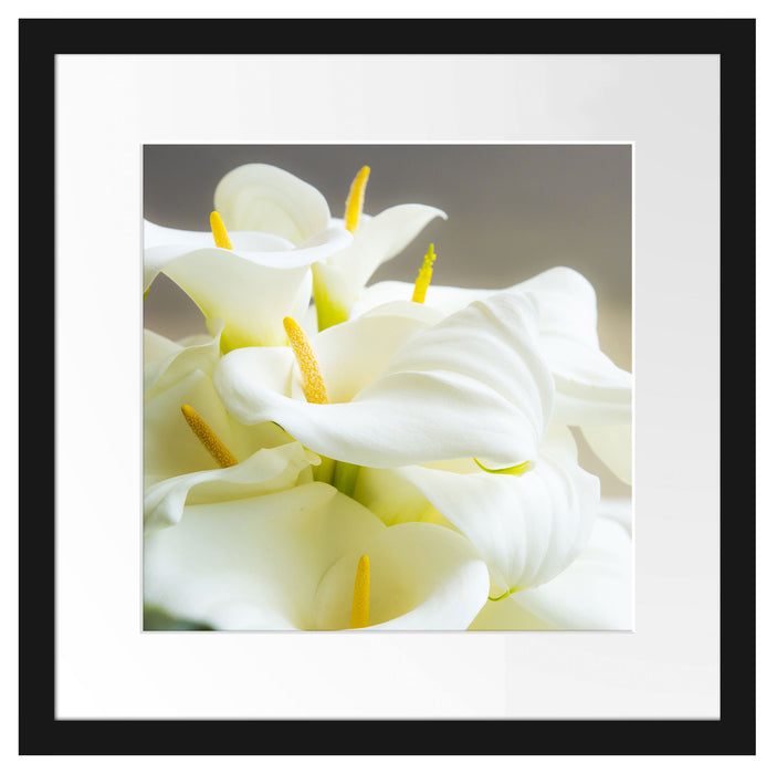 Wunderschöne weiße Calla Lilien Passepartout Quadratisch 40x40