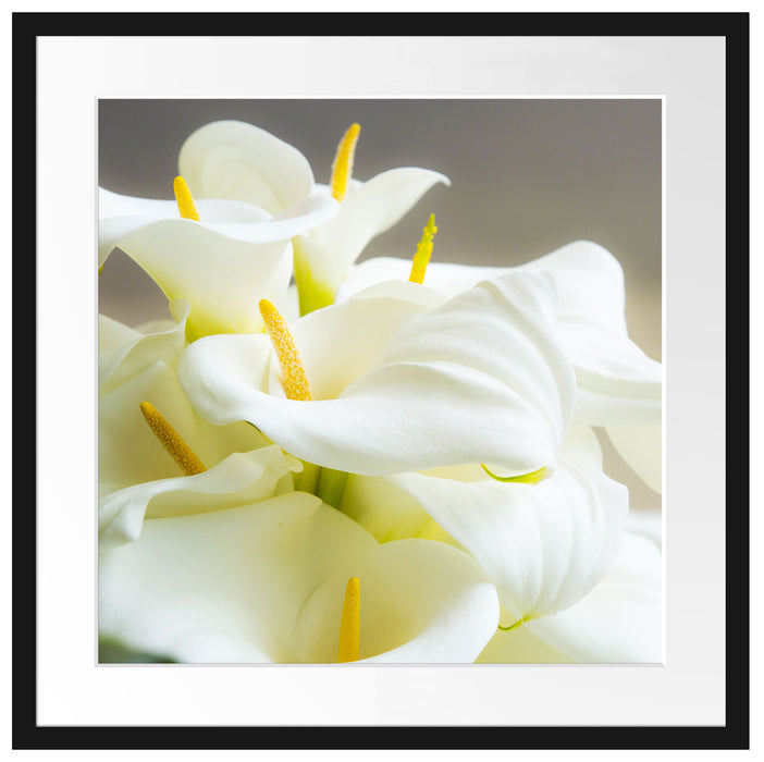 Wunderschöne weiße Calla Lilien Passepartout Quadratisch 55x55