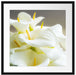 Wunderschöne weiße Calla Lilien Passepartout Quadratisch 55x55