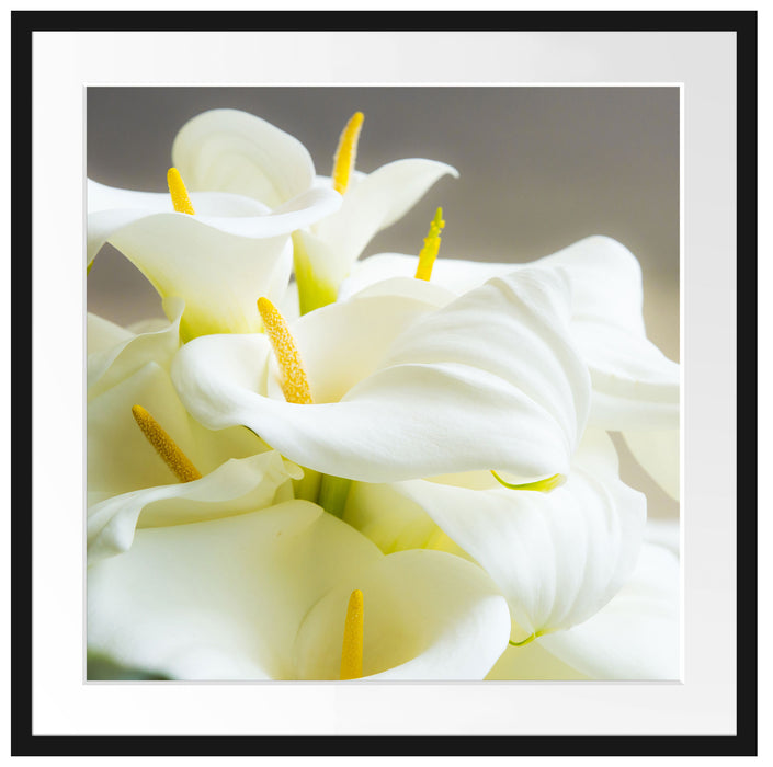 Wunderschöne weiße Calla Lilien Passepartout Quadratisch 70x70