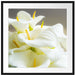Wunderschöne weiße Calla Lilien Passepartout Quadratisch 70x70