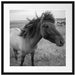 Isländer Pferde in der Wildnis Passepartout Quadratisch 55x55
