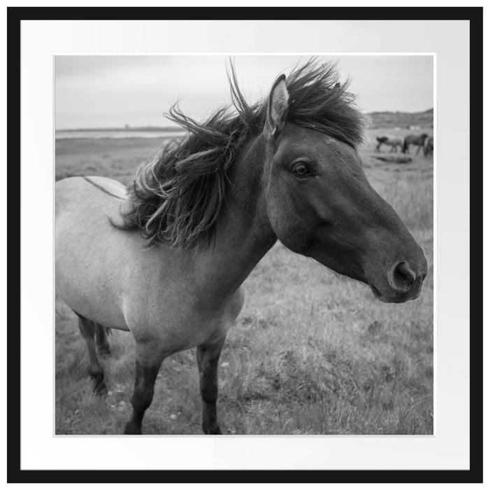 Isländer Pferde in der Wildnis Passepartout Quadratisch 70x70