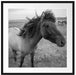 Isländer Pferde in der Wildnis Passepartout Quadratisch 70x70